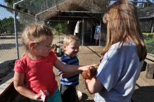 Kiddos petting a chicken :)