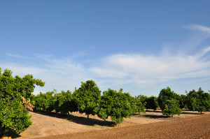 More orange trees