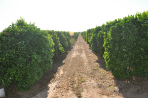 Orange trees