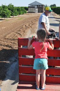 Sissy bug riding on the tractor