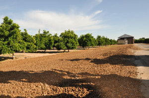 Almond shells to protect trees from frost in winter