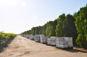 Bee hives...lots of bees...