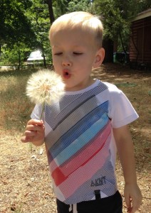 The biggest dandelions I have ever seen!