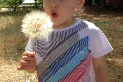 The biggest dandelions I have ever seen!